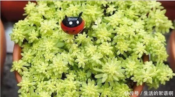 大饼|多肉有“三怕”,避开不易摊大饼,窜新芽上色快,养成群生老桩!