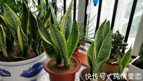 养花|养花自制肥料:该怎么用好柳树皮,挖掘其中的价值?