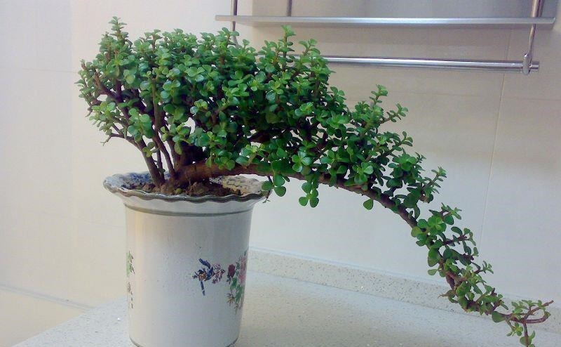 金枝玉叶|命里“多金”的5种花,寓意好又贵气,家里养一盆,带来好运气