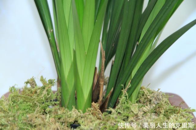 兰花基地不想让你知道的,催芽壮苗技巧!