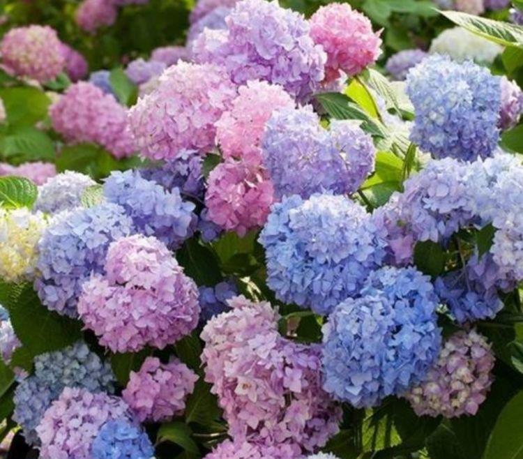 四种花常年开花易爆盆,被称为花卉界的劳模,开花漂亮一年不停