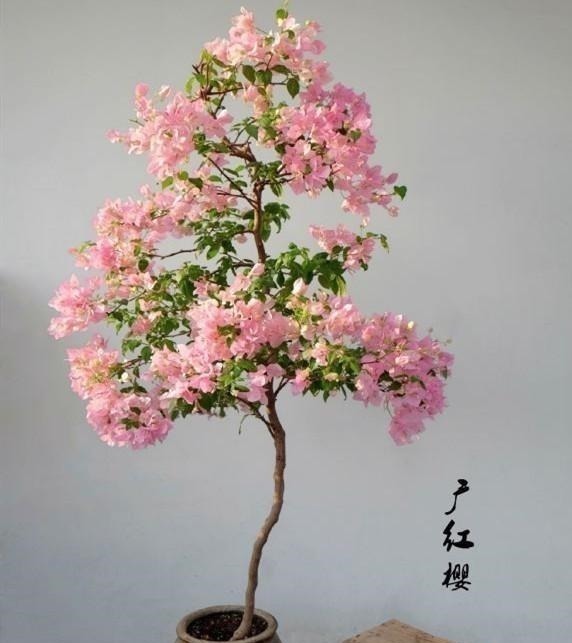 养三角梅的最高境界,看得我直流口水!养三角梅的最高境界,看得我直流口水!