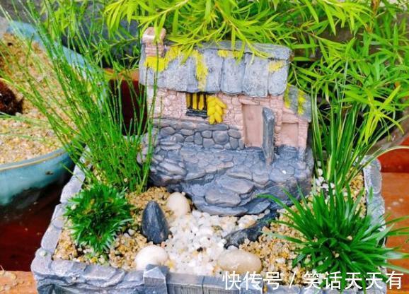 石头养花学2个小方法处理，千金难求！花友谁也舍不得卖