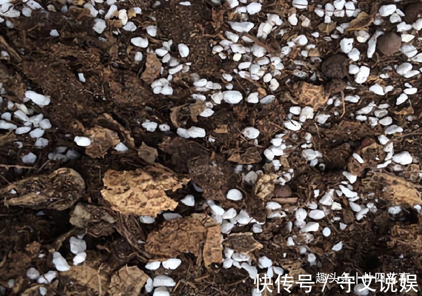 花草|吃完3样东西,留下“废壳”,闷一闷拿来养花,比营养土强10倍