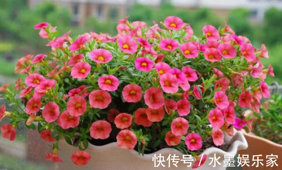 光照|5种懒人花卉，耐旱耐晒，越不管长得越好，盆栽轻松长爆盆！