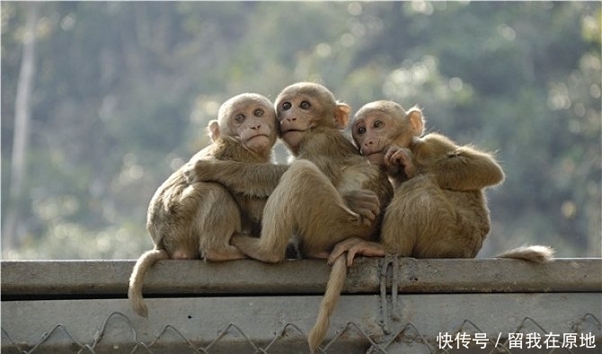 终身|“十猴九苦”，这几月出生的生肖猴一生大福大贵，享福不尽！