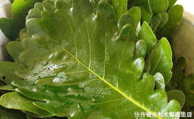 桲椤叶饼|这种树叶煮后香气四溢，包粽子一绝，出口国外我们都没有见过