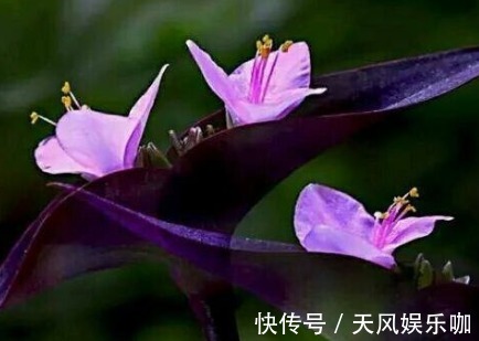 新手养花,不如养盆花中精品“万山红遍”,似红艳佳人,端庄大气