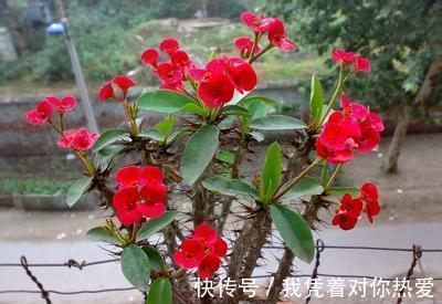 健康|3种花，再喜欢也别在室内养，会影响健康，家里养了赶紧搬出去