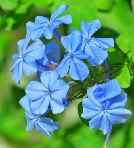 这款小花,在家养一盆,四季开花不断,越看越美,花朵烂漫迷人眼