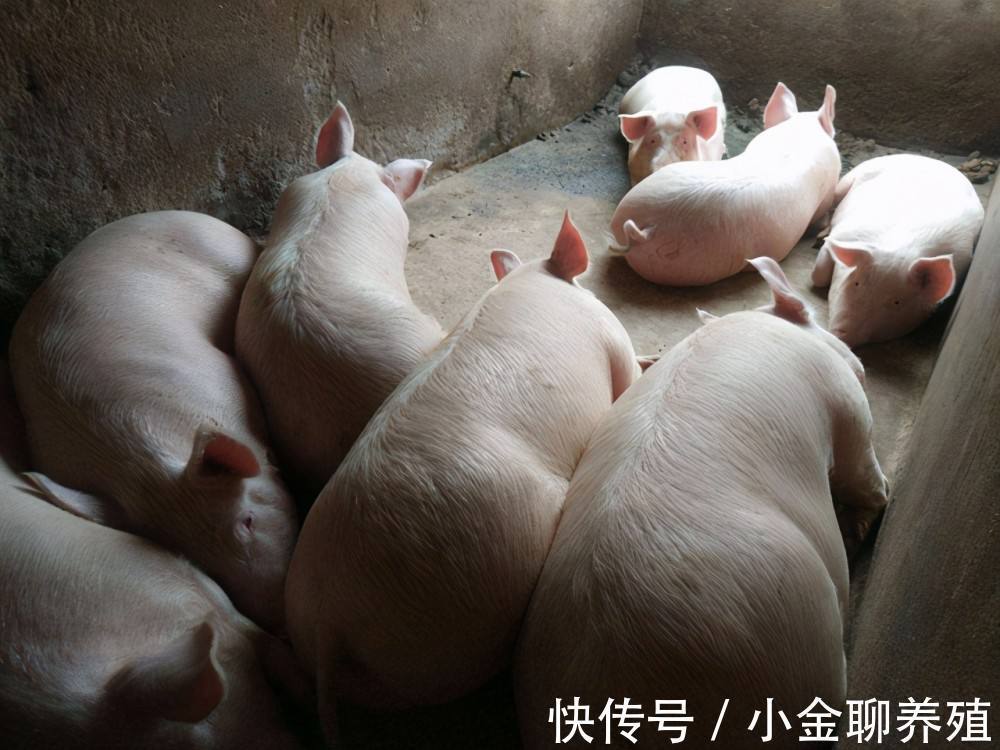 猪群|猪流感发烧一般几天能好?猪冬天感冒发烧用什么药?这样治效果好