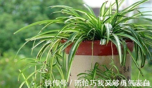 紫吊兰|这“4种”吊兰,你肯定没见过,养一盆在家,谁见谁稀罕!