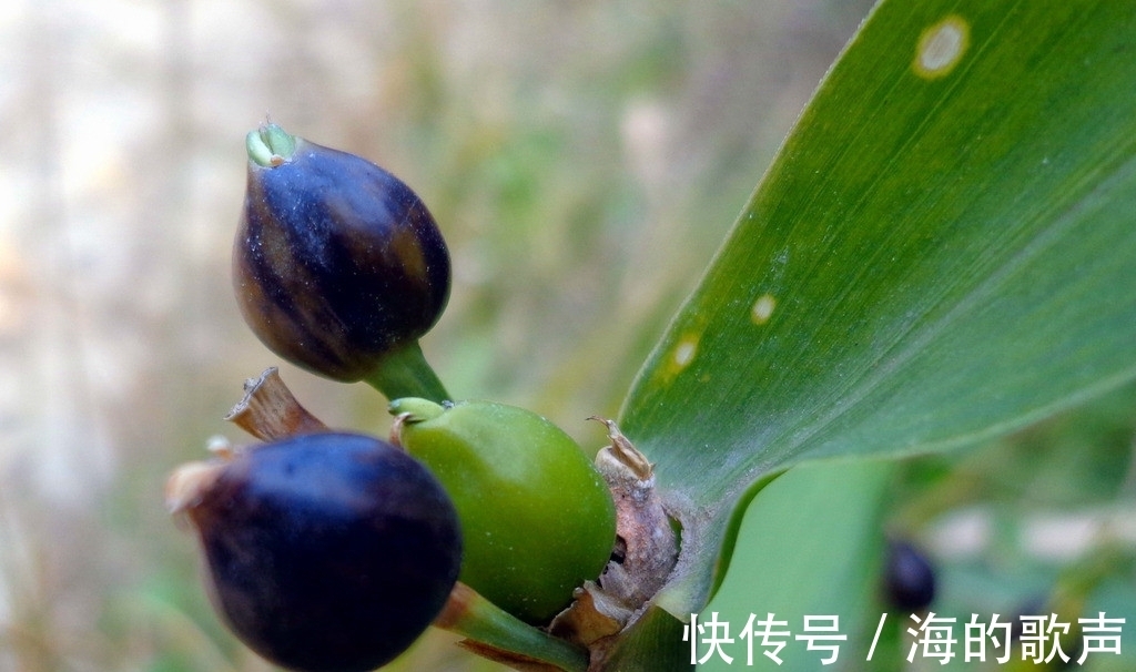 窗帘|小时候，它是做门帘、手链的材料，它叫“草珠子”，你还记得吗？
