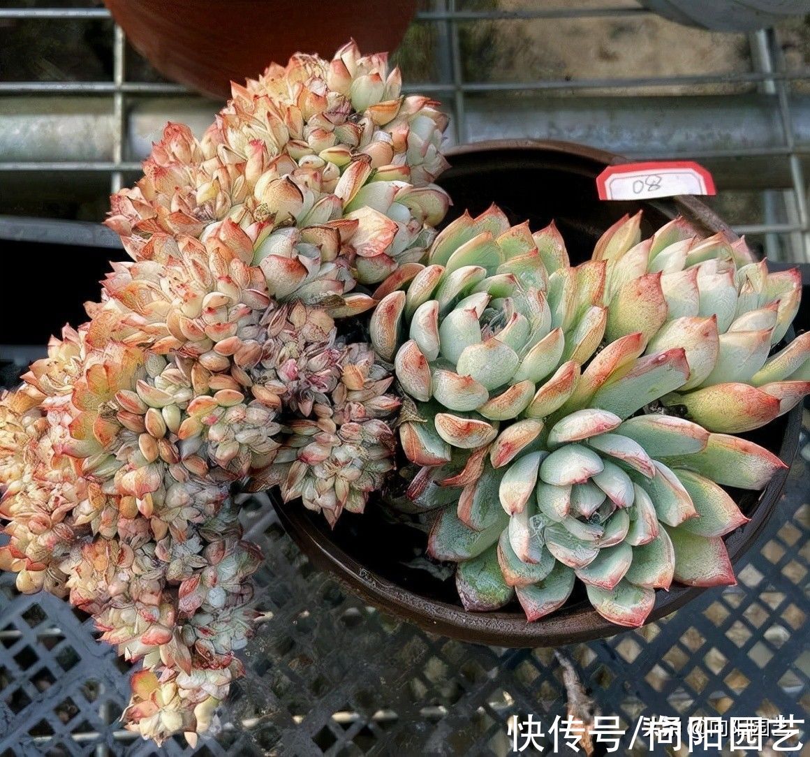 家庭养多肉,不要用颗粒土,泥炭土很实用,浇1次水顶1个月