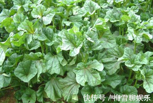 心形|这野菜长着“心形”的叶片，有“百菜之王”的称号，易种植营养高