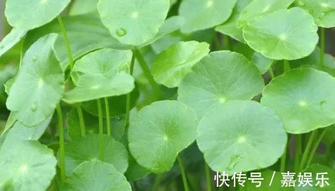 养花|新手养花，不如养盆花中精品“贾尔迪娜”，花美色艳，爆盆成花树