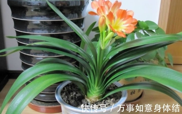 有机肥|盆栽君子兰,这3方面全做对了,才能“攻克”不开花的难题
