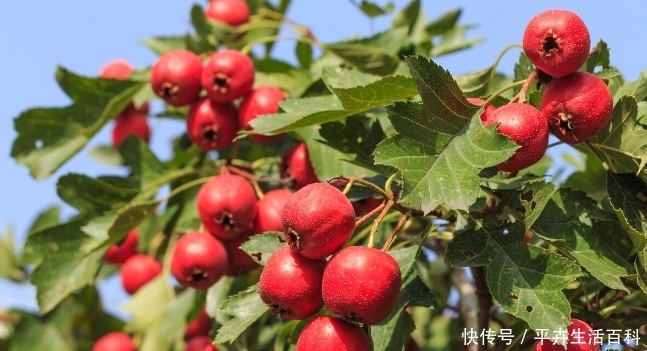 小众水果 被大量种植 却没有销售像其他水果一样出现销售困局