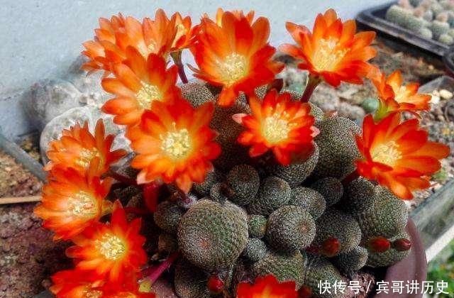 3种花就是“小盆命”,越“挤”长得越健康,不烂根长得旺