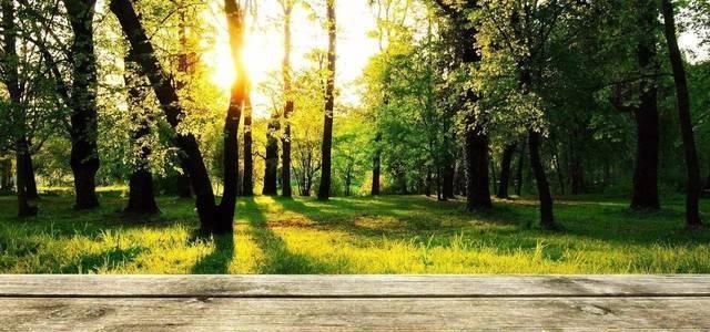 学生|苏轼学生引用王维诗句,但表达的意思相差很远,境界更是云泥之别