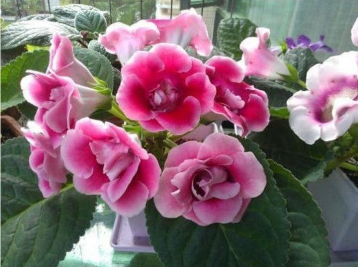 韭兰花韭兰花|养花就养此款花,花开不断,鲜艳漂亮,花开枝繁叶茂,超美