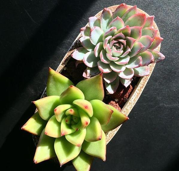 养多肉,一到夏季就徒长、黑腐、化水谨记3点保管枝叶繁茂