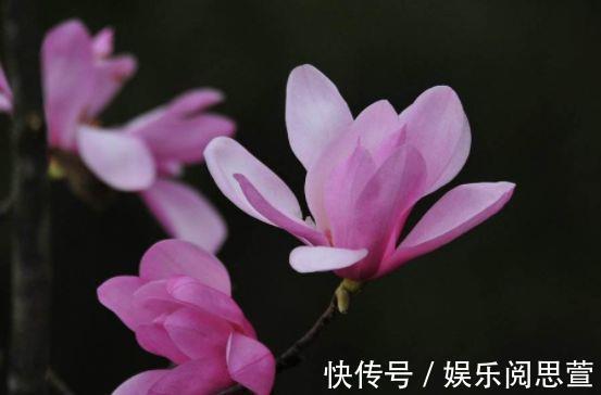 观赏价值|观赏价值高,花开硕大还鲜艳,好养又漂亮,美丽不输牡丹