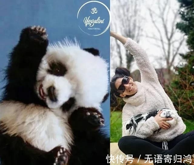 瑜伽|如果动物也“瑜伽”是什么样子?这只熊猫也太萌了