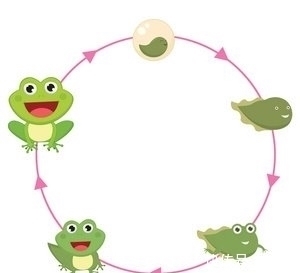 爪子|蝌蚪如何变身青蛙?孩子无穷想象力,图画全方位多角度“逆生长”