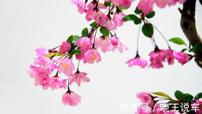 家庭盆景“极品”海棠树,这么一打理,高档大气,开花量大色艳