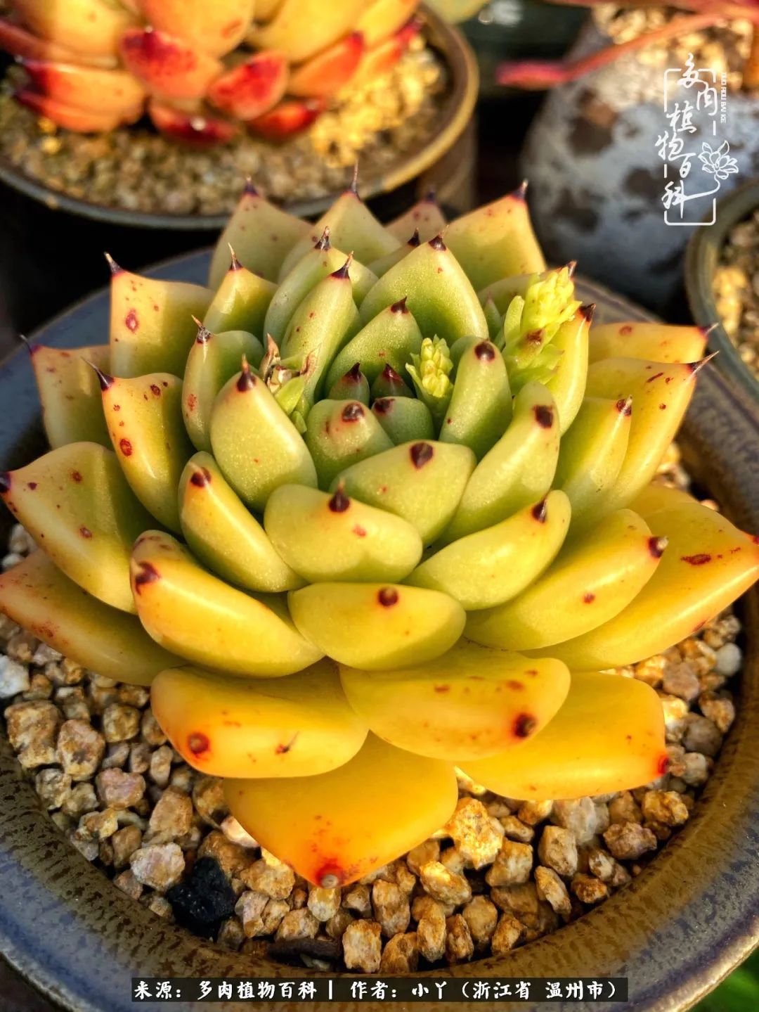 祖上无院家里无矿,一腔浪漫情怀付诸楼顶造花!