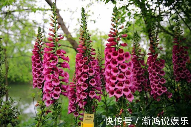 有机肥料|此花名字叫的“俗气”，但“开花量”比月季大，一年能长1米高