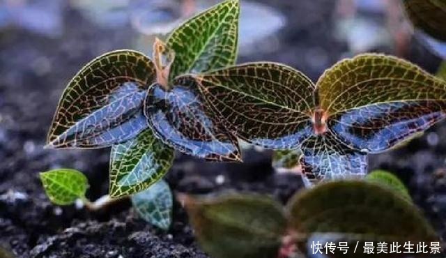 河边1野草,被农民称为“百草之王”,630元一两,真值这么多