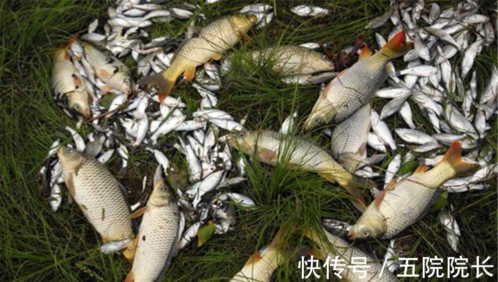 钓位选择的五大技巧,什么位置有鱼群,是可以“看”出来的!