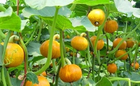 南瓜|女性养生,推荐常吃的食物,滋肝明目,健脑益智,滋补身体