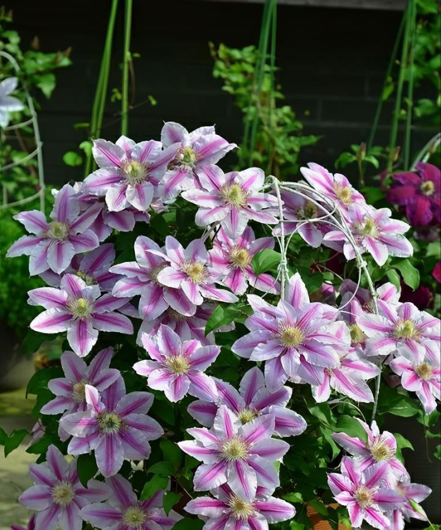 春天|冬天“壮汉花”,个个都“装死”,忍受寒冬,春天花量大增