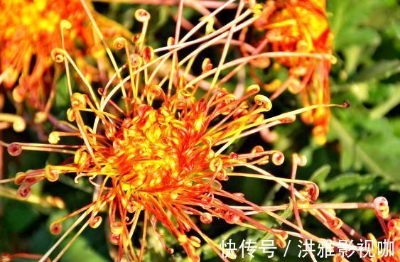 菊花|喜欢菊花，不如养“菊中精品”秋水红霞，花开柔美高雅，缕缕清香