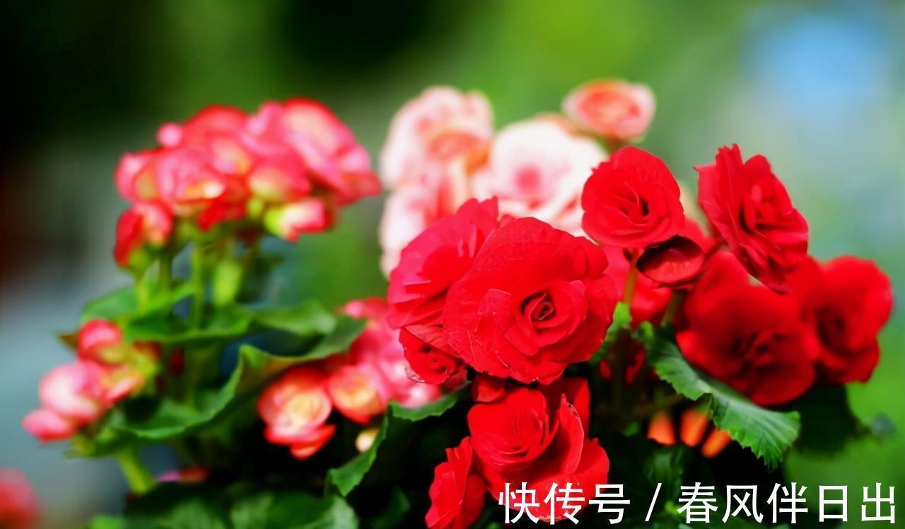 适合9月养的花,花大色艳,爱开花,很漂亮,关键很好养