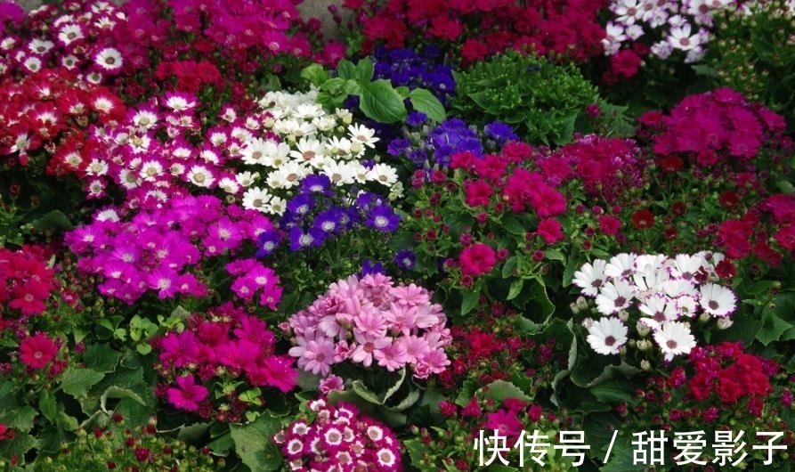 “名字很土,花朵好看”的3种花,皮实好养不怕冷,适合新手花友