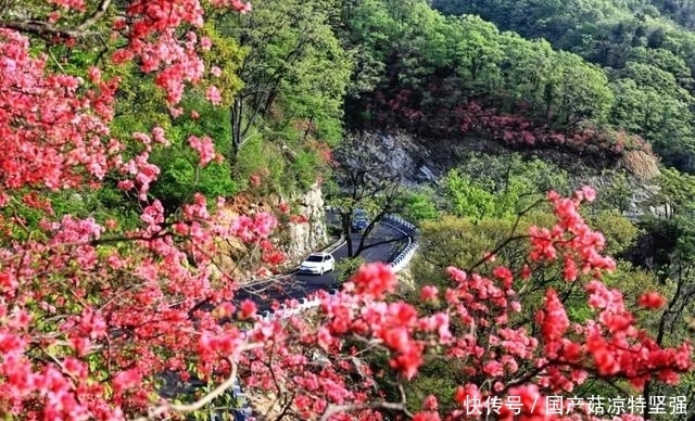 安徽绝美杜鹃花海悄然上线，刷屏模式即将开启……