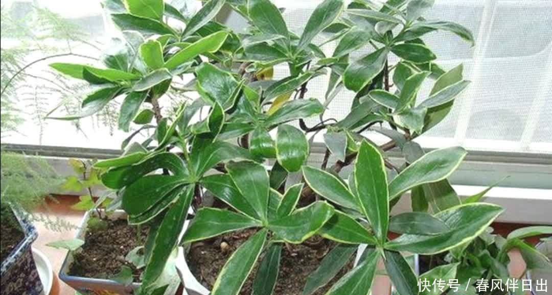 金边瑞香开完花后,下一步要如何养护?植株才能长得旺盛