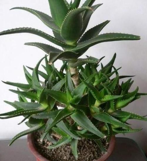 根茎|芦荟喜光畏寒怕涝,如何盆栽成老桩?养护专家告诉你