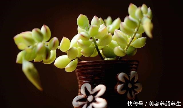 最怕冻的8种多肉，温度低就进屋，小心冻伤冻死！