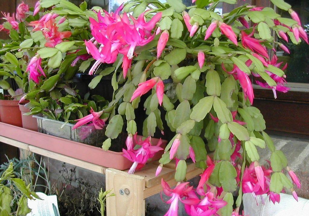 一个叶片,扦插蟹爪兰,一晾一晒,大白根7天冒出来