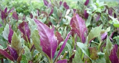  蕃茄|每天晚上坚持吃3种食物，营养丰富、滋润肌肤，爱吃就赚了！