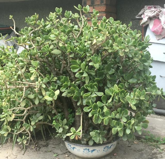 雨水|10种不能淋雨的花，淋完雨就死，盆栽养花注意事项