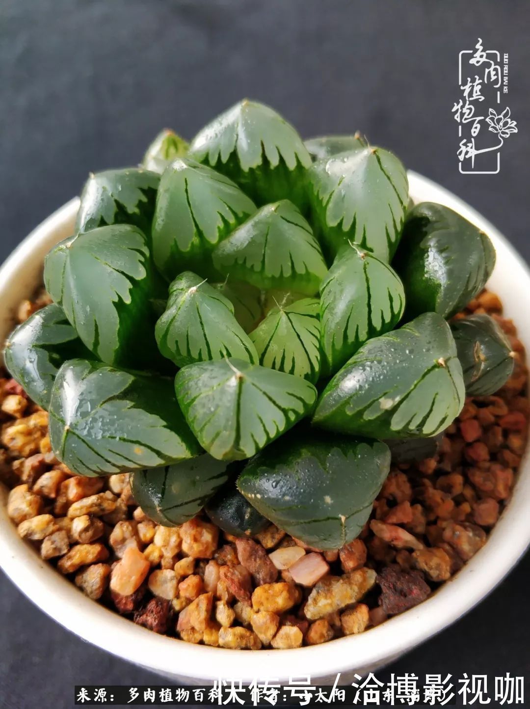 小苗|脱坑一年,最后发现自己生活里始终离不开多肉!