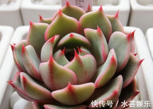 叶片|多肉苯巴蒂斯怎么养教你3个小妙招,养出清新多彩的苯巴蒂斯