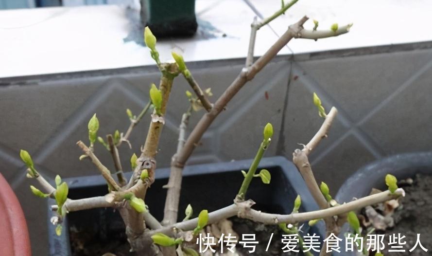 11月养茉莉，狠心剪1刀，做好4个不能，来年长势猛，花艳