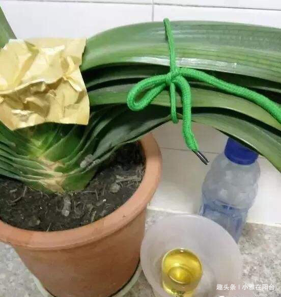 君子兰用啤酒擦叶，要注意“一点”，叶更绿更亮，花更大更艳！